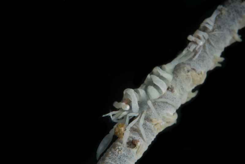 ankers whip coral shrimp pontonides ankeri 2