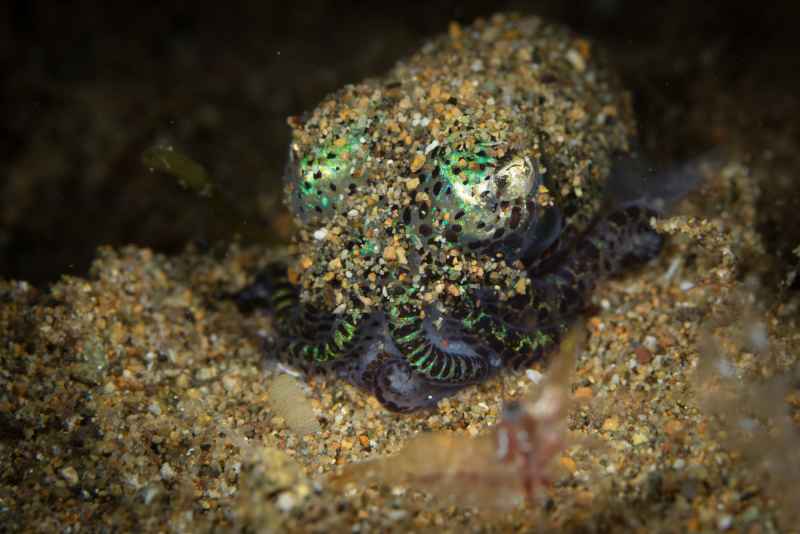 berrys bobtail squid euprymna berryi