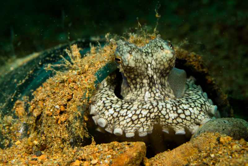 coconut octopus amphioctopus marginatus 5