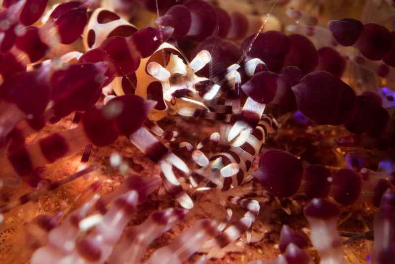 coleman shrimp periclimenes colemani