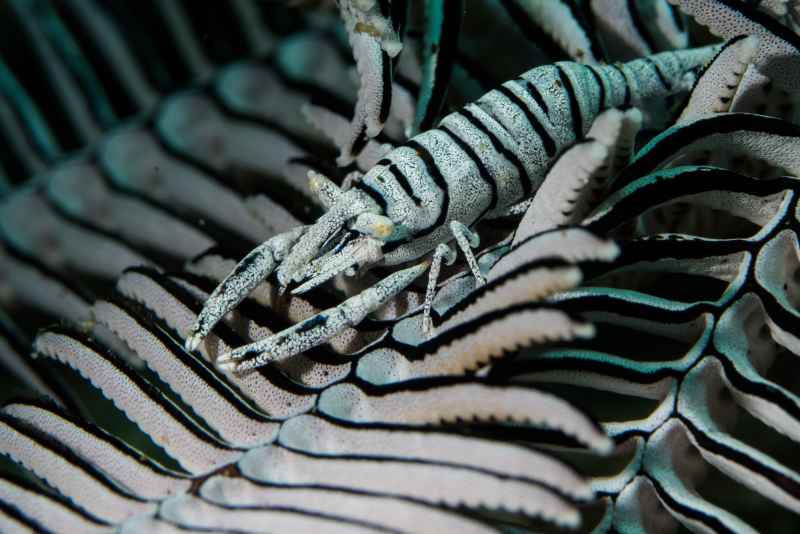 crinoid shrimp periclimenes amboinensis