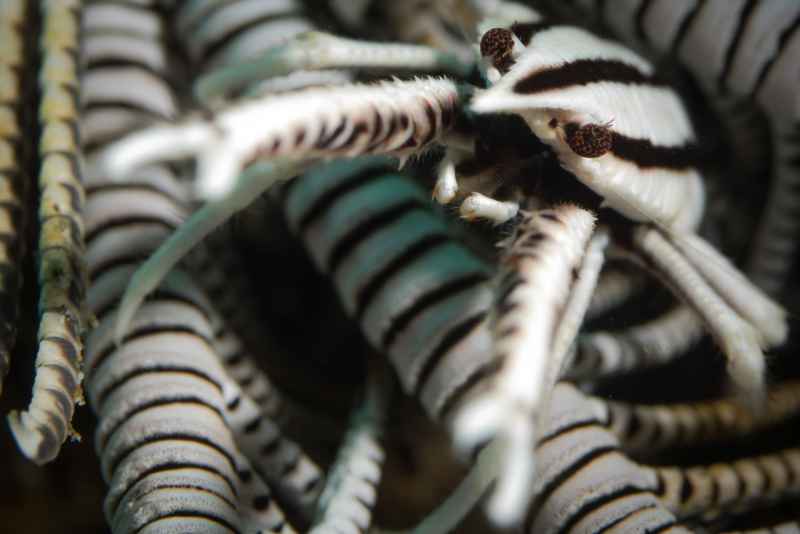 crinoid squat lobster allogalathea elegans