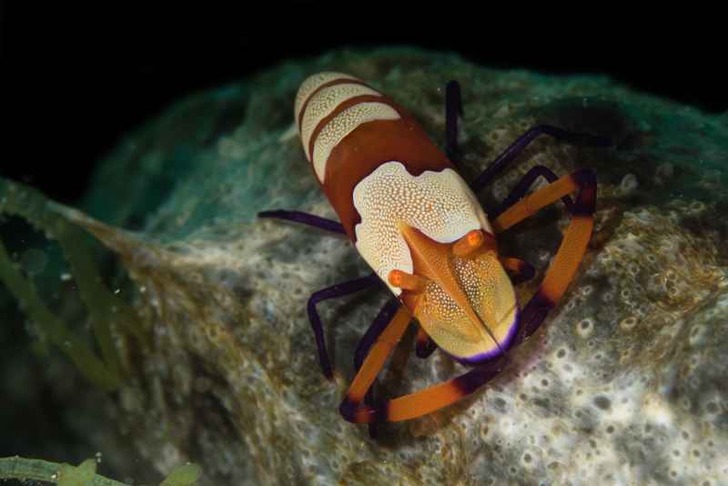 emperor shrimp periclimenes imperator03 3