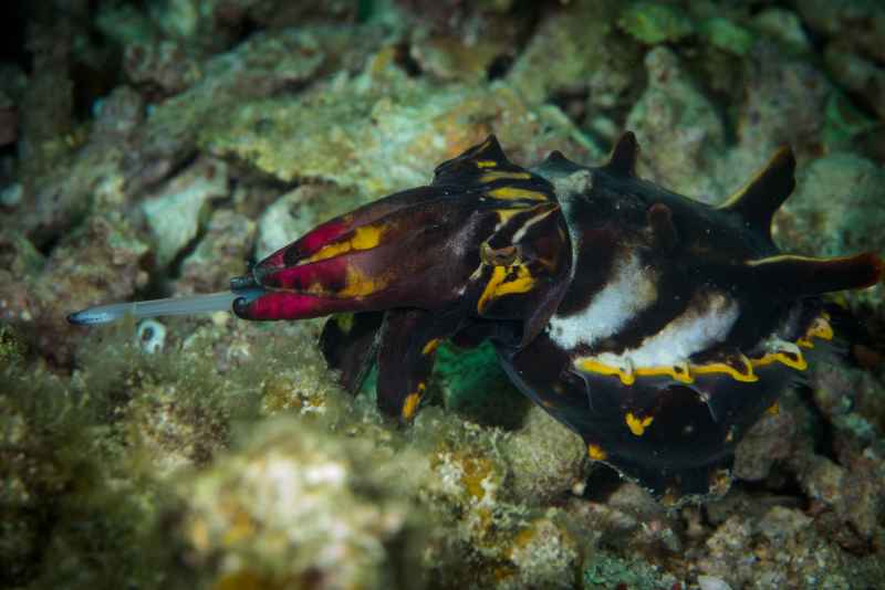 flamboyant cuttelfish metasepia pfefferi01