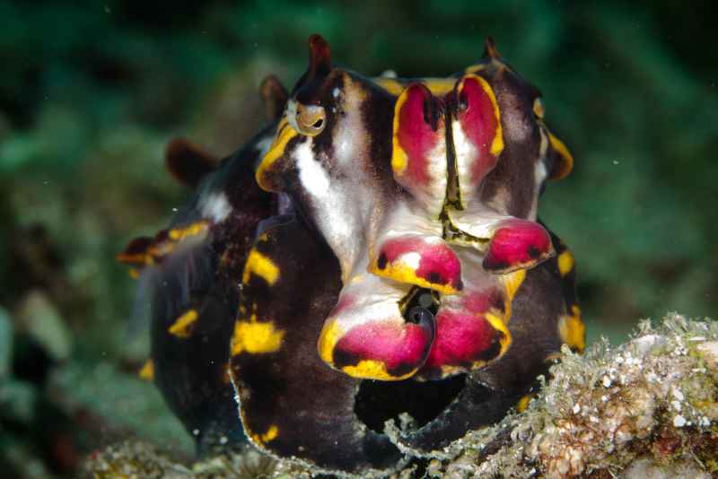 flamboyant cuttelfish metasepia pfefferi02