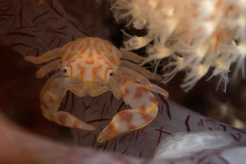 four lobed porcelain crab lissoporcellana qudrilobata