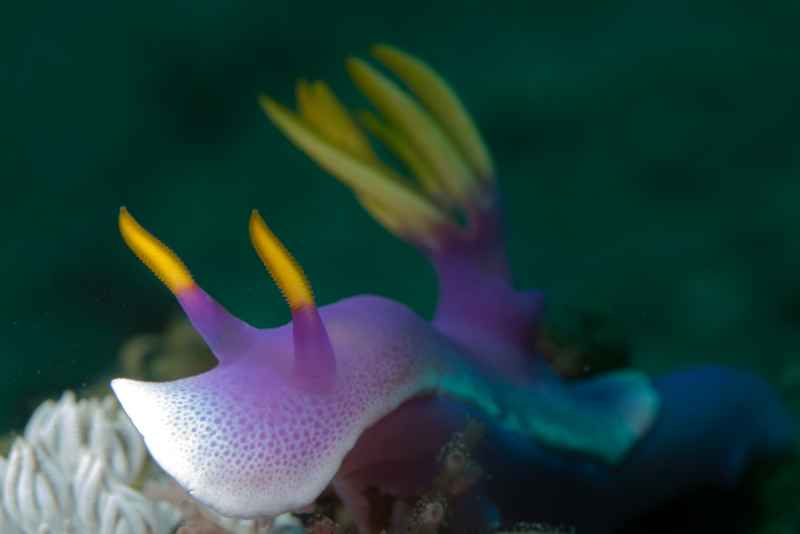 giant hypselodoris hypselodoris apolegma 2