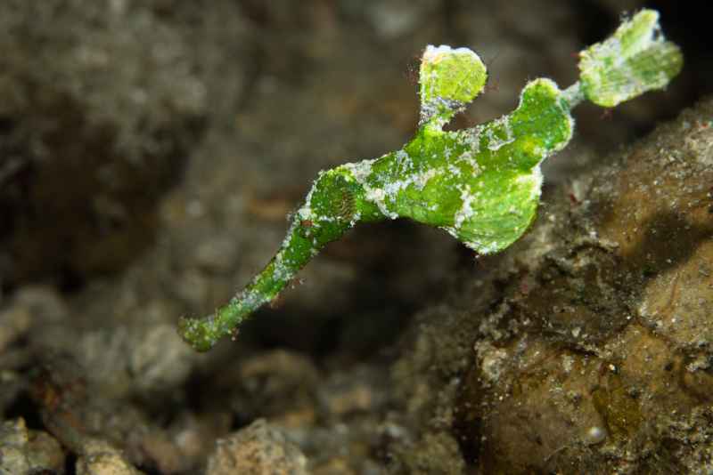 halimeda ghost pipefish solenostomus halimeda