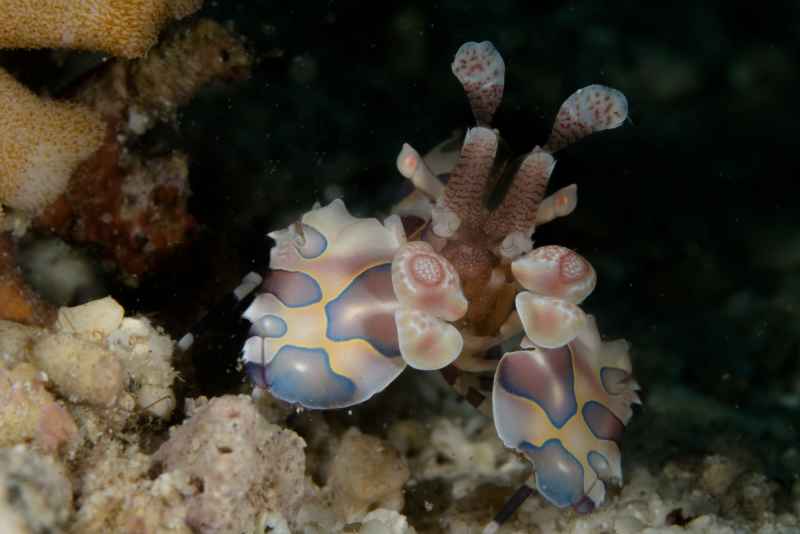 harlequin shrimp hymenocera elegans02 5