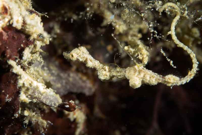 lembeh sea dragon kyonemichthys rumengani