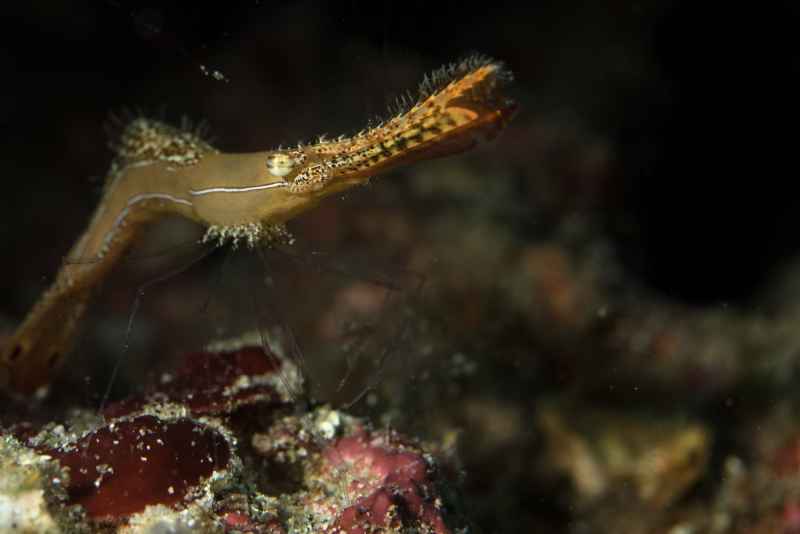 long nose rock shrimp leander plumosus