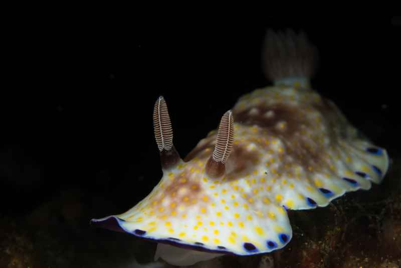 nudibranch goniobranchus rufomaculatus