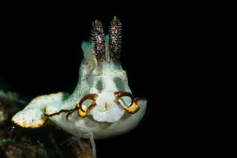 nudibranche goniodoris sp7