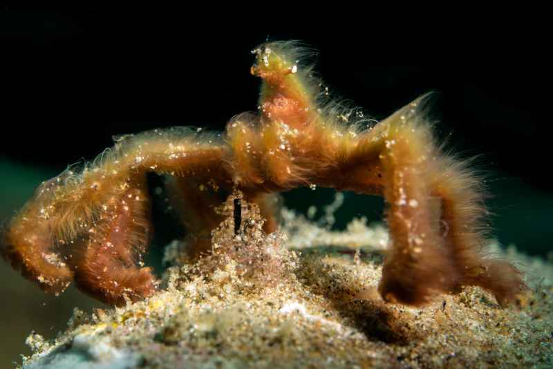 orangutang crab achaeus japonicus 3