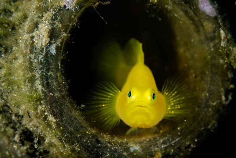 ornate goby lubricogobius exiguus01