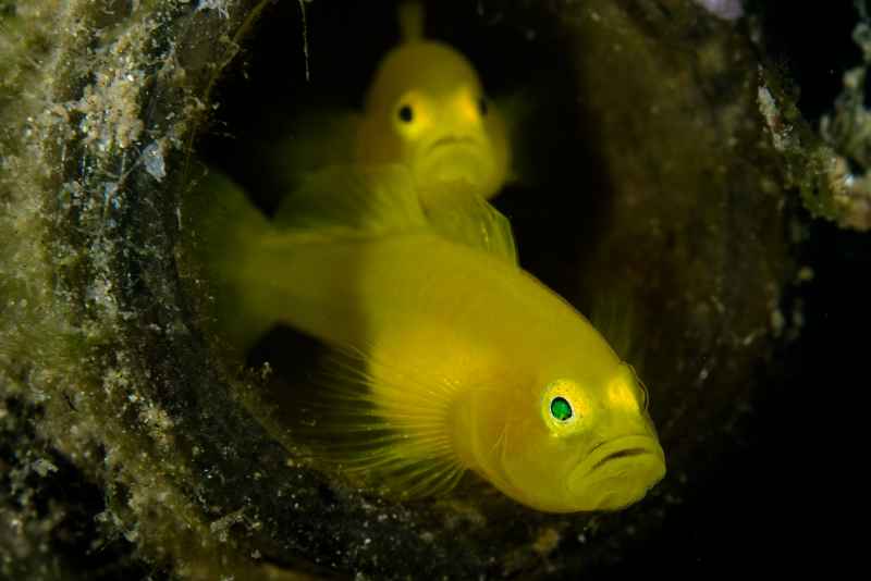 ornate goby lubricogobius exiguus02