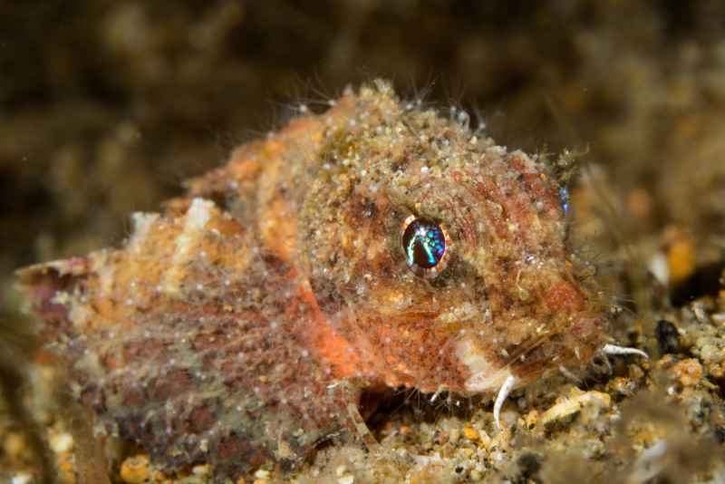 painted stingfish minous trachycephalus