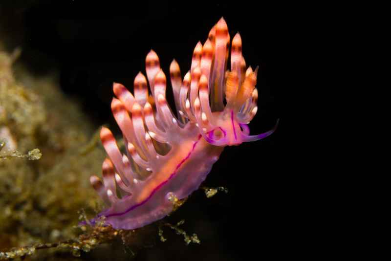 redline flabellina flabellina rubrolineata