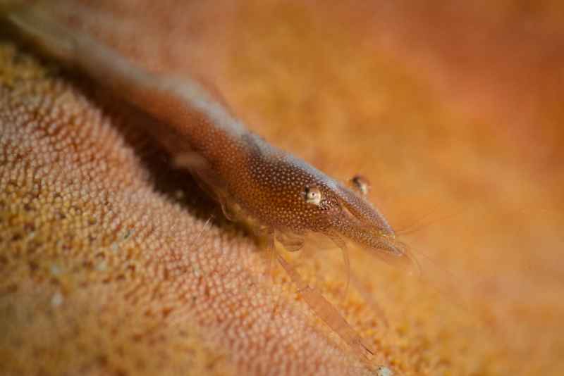 sea star shrimp periclimenes soror 3