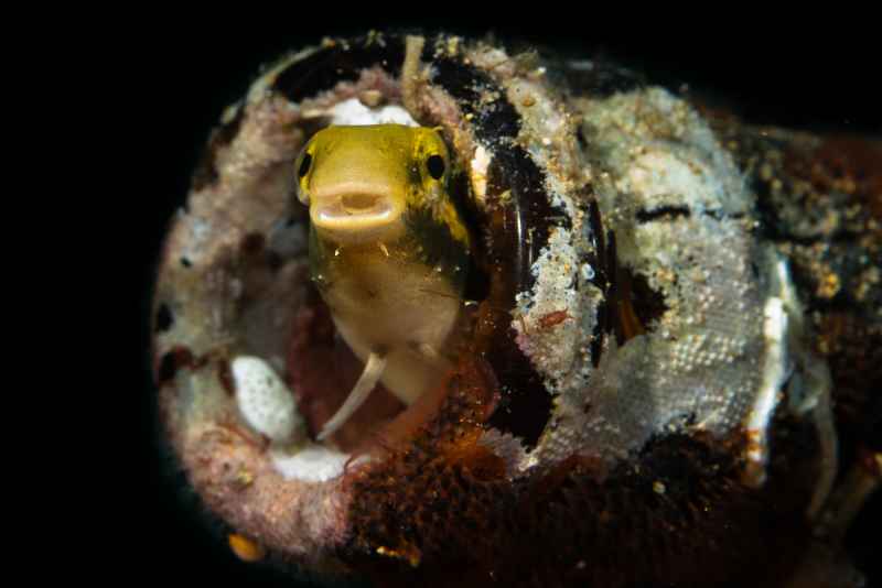 variable sabretooth blenny petroscirtes variabilis 2