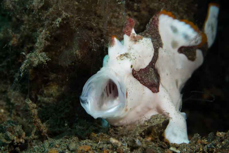 warty frogfish antennarius maculatus 3