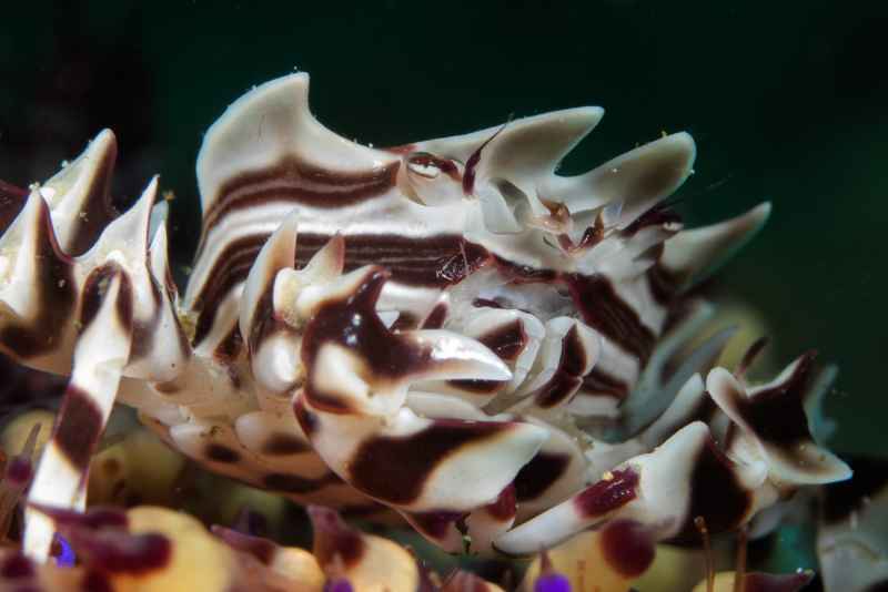 zebra urchin crab zebrida adamsii01