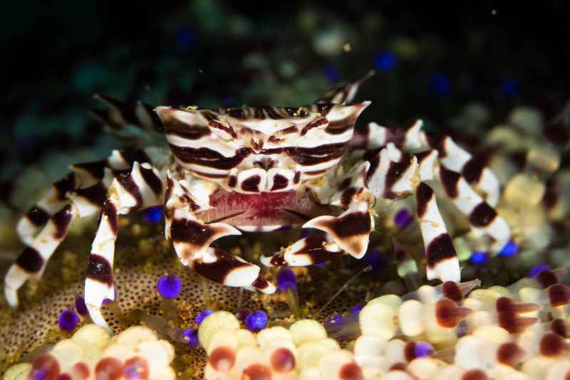 zebra urchin crab zebrida adamsii02