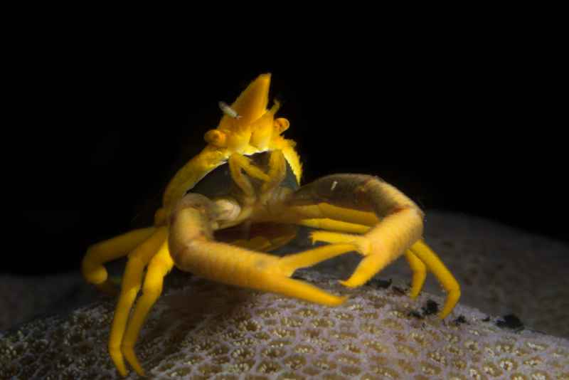 babas crionid squat lobster allogalathea babi 2