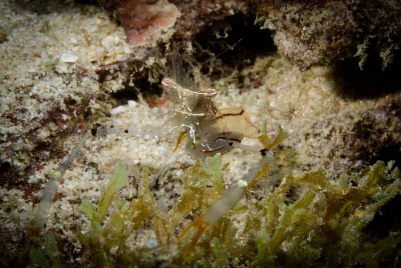 clear cleaner shrimp urocaridella antonbruunii