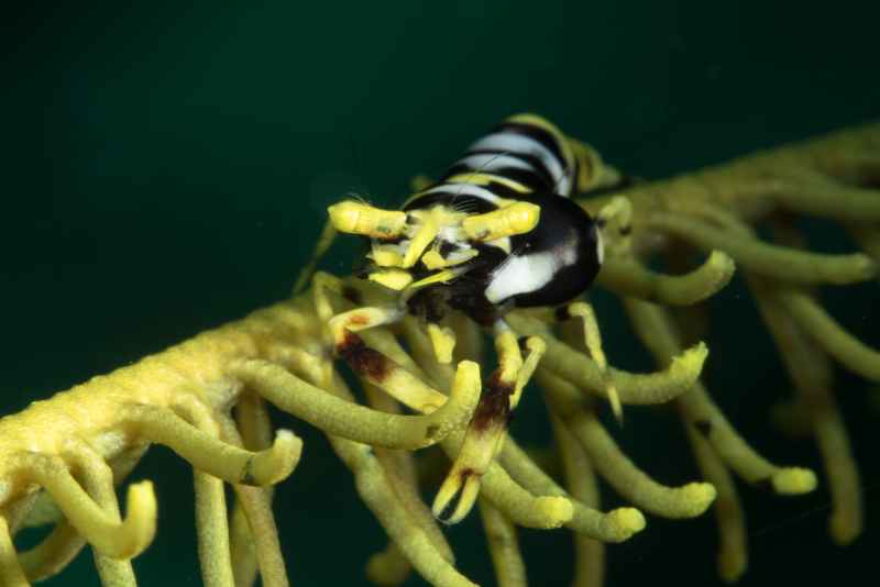 crionid shrimp laomenes sp02