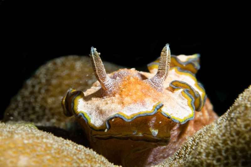 girdled glossodoris glossodoris cincta 3