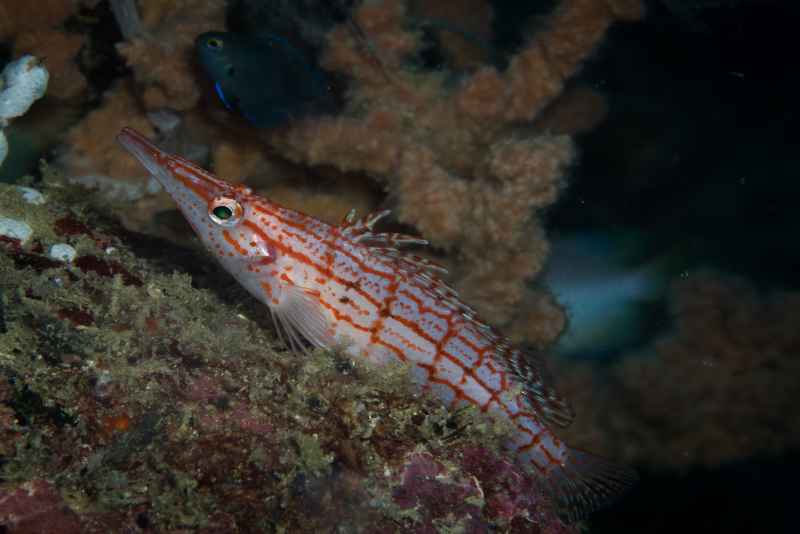 longnose hawkfish oxycirrhites typus 2