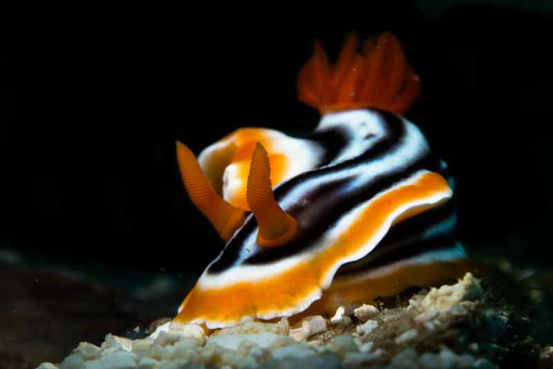 magnificent chromodoris chromodoris magnifica 3