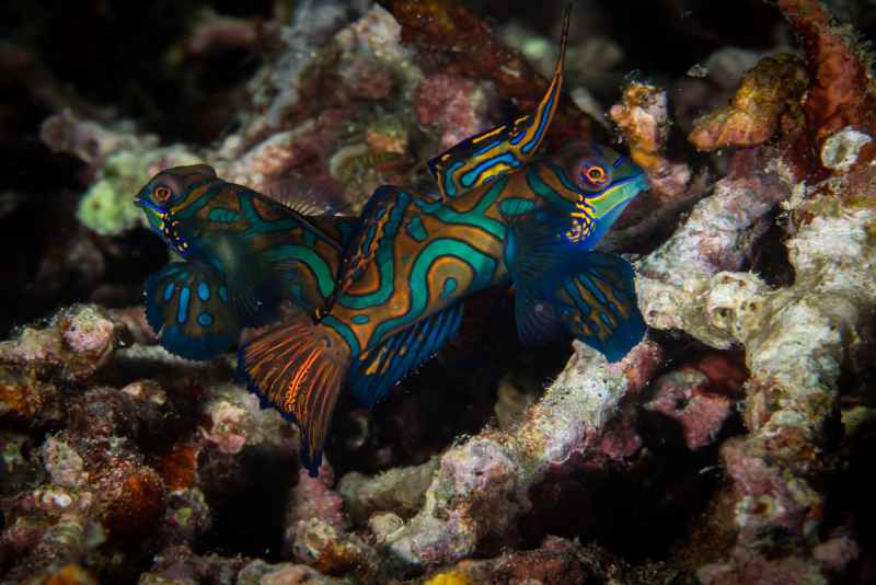 mandarinfish synchiropus splendidus03 2