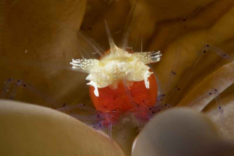 mushroom coral shrimp cuapetes kororensis 2