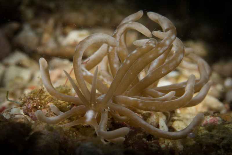 phyllodesmium phyllodesmium pecten 2