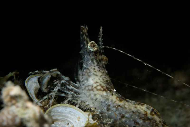 prawn metapenaeopsis sp2