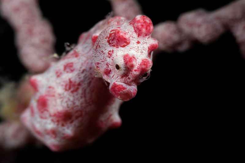 pygmy seahorse hippocampus bargibanti06 3