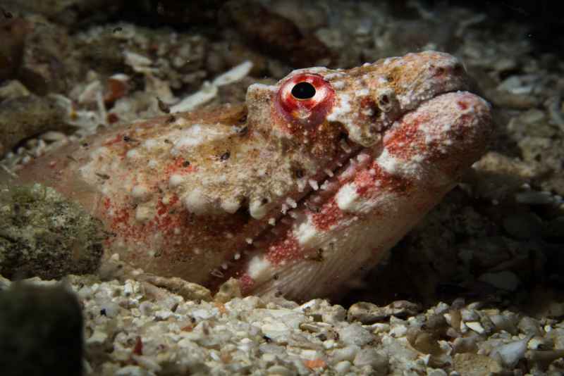 reptilian snake eel brachysomophis henshawi 3