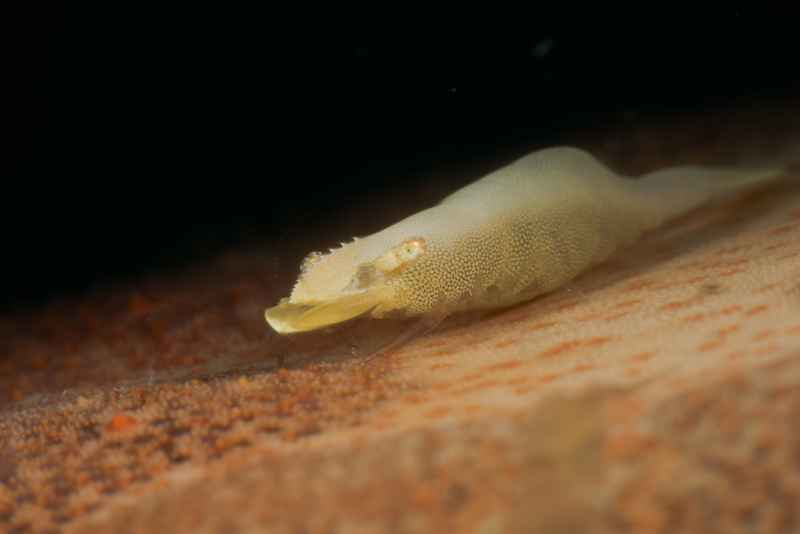 rounded sea star shrimp periclimenes soror02 2