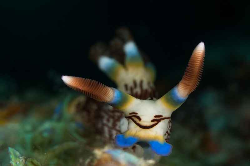 nudi 17