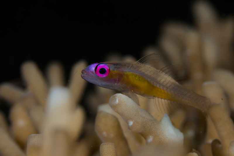 pinkeye goby bryaninops natans01