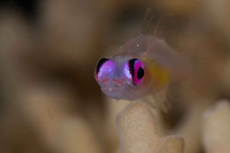 pinkeye goby bryaninops natans02