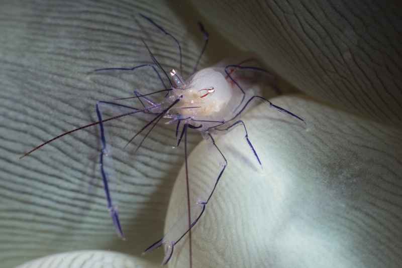 bubble coral shrimp vir philippinesis 5