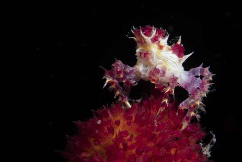 dendronephtya crab hoplophrys oatesi 2