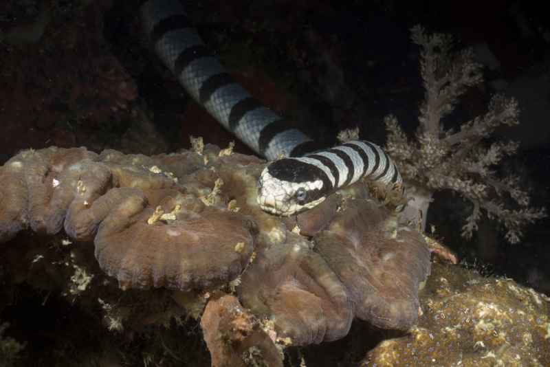 faint banded seasnake hydrophis belcheri