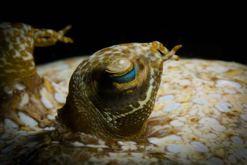 leopard flounder bothus pantherinus 2