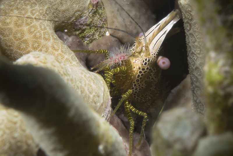 marbled shrimp complex saron spp01