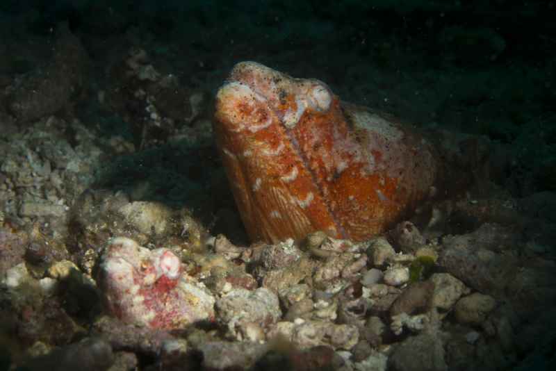 reptilian snake eel brachysomophis henshawi 4