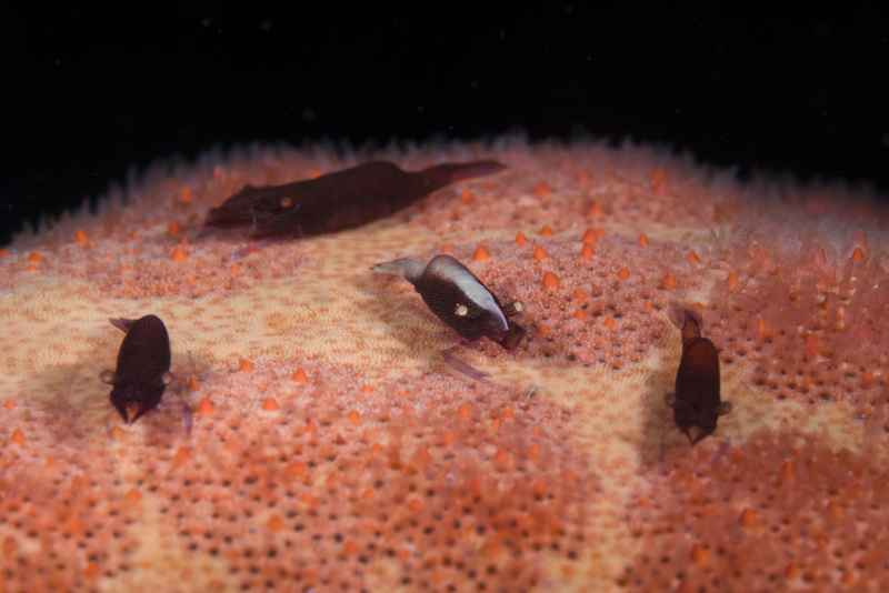 rounded sea star shrimp periclimenes soror 2